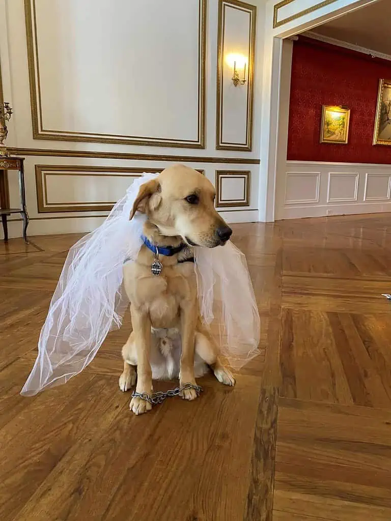 photo of Fairfax, Unchained's facility dog, sitting inside a mansion ballroom. He is a golden retriever/Labrador mix. He is wearing a bridal veil on his head and plastic chains wrapped around his "wrists."