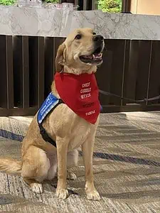 photo of Fairfax, Unchained's facility dog, sitting in a conference room. He is a golden retriever/Labrador mix. He is wearing his Canine Companions vest and a red bandana around his neck that reads "Chief Cuddle Officer."
